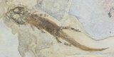 Permian Amphibian (Sclerocephalus) - Pfalz, Germany #51458-1